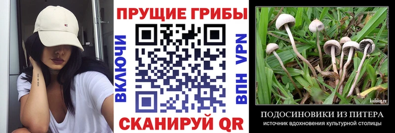Псилоцибиновые грибы прущие грибы  как найти закладки  Кораблино 
